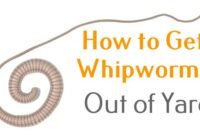 how to get whipworms out of yard