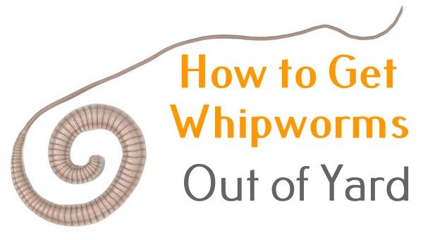 how to get whipworms out of yard