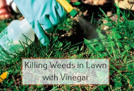 Killing Weeds in Lawn with Vinegar